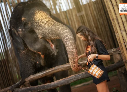 Elephant Jungle Sanctuary - Feed & Shower Program