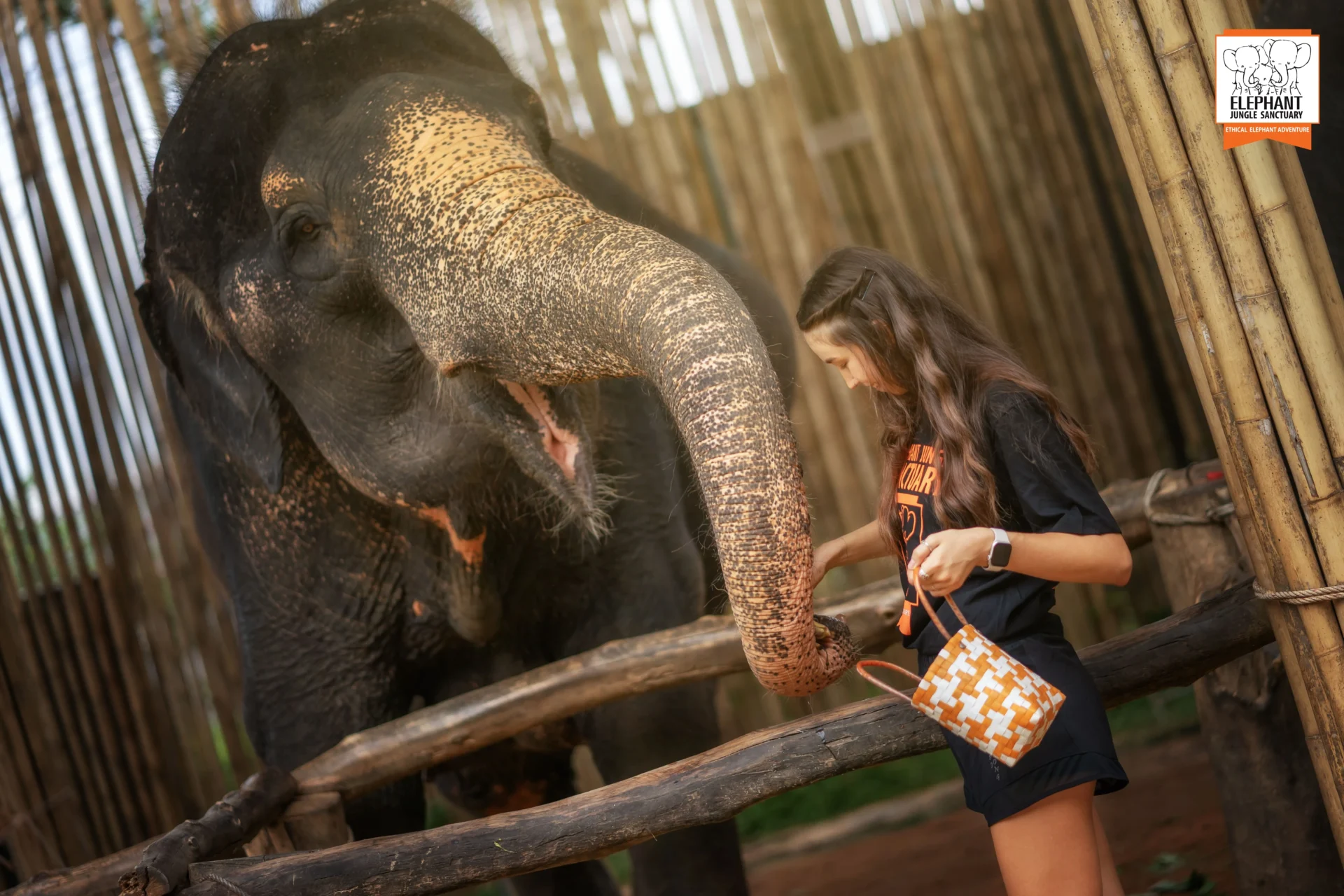 Elephant Jungle Sanctuary - Feed & Shower Program