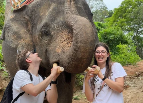Phuket City Tour with Elephant Trekking, Snake Show and Monkey Show (C)