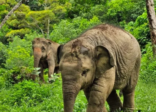 Phuket Elephant Care Sanctuary Half Day Program