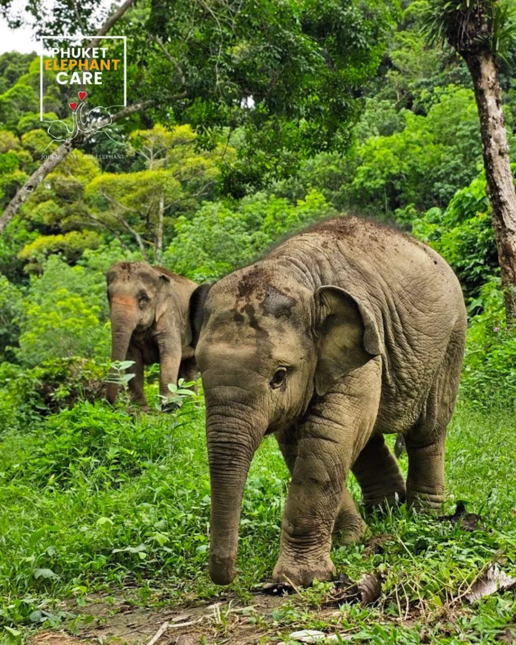 Phuket Elephant Care Sanctuary Half Day Program