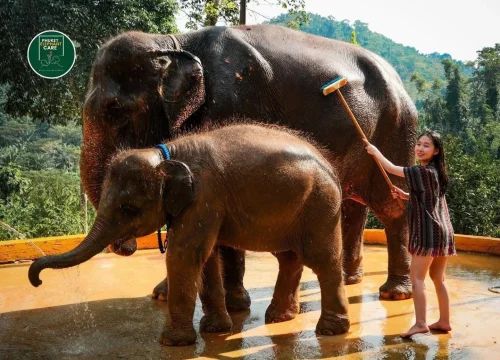 Phuket Elephant Care Sanctuary - Feed and Spa Program (Morning or Afternoon)