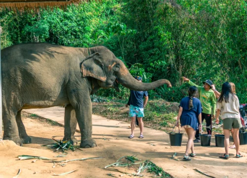 Phuket Elephant Care Sanctuary - Feed the Elephant Program (1 Hour)