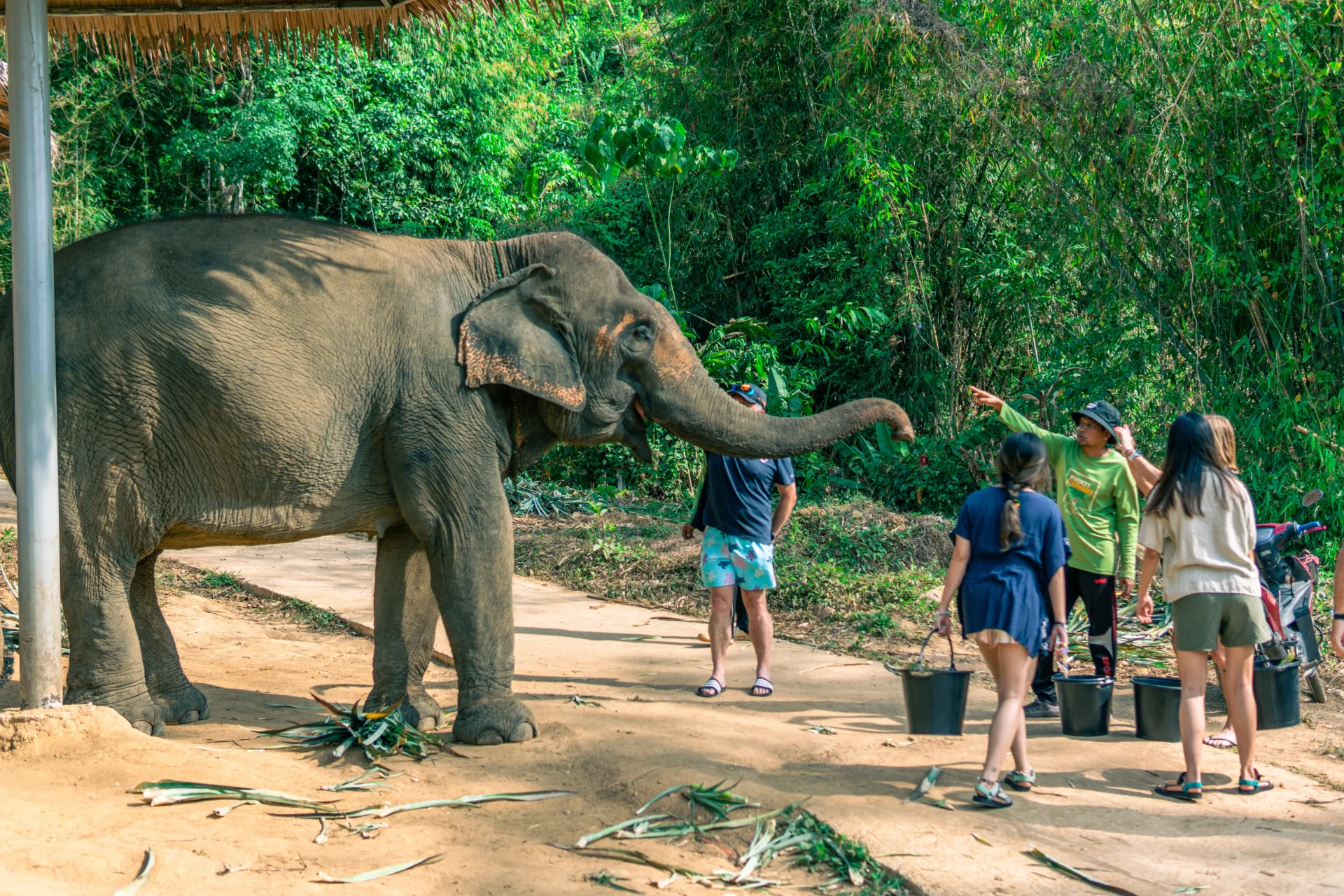 Phuket Elephant Care Sanctuary - Feed the Elephant Program (1 Hour)